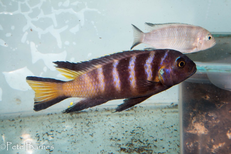 Maylandia melissa 'Chirwa Island'